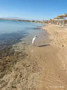 Old Palace Resort Sahl Hasheesh - 53