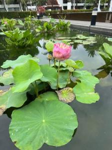 JW Marriott Khao Lak Resort and Spa - 12