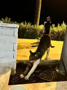 Pasa Garden Beach - 27