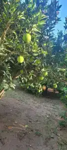 Secret Garden & Bungalows - 26