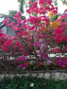 Chanalai Flora Resort, Kata Beach - SHA Plus - 56