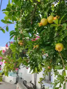 Bodrum Holiday Resort & Spa - 86