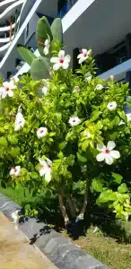 Mylome Luxury & Resort - 95