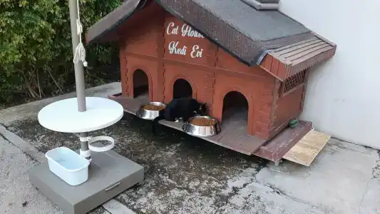 Lara Barut Collection - All Inclusive - 50