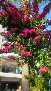 Concordia Celes Beach - Ultra All Inclusive - 47