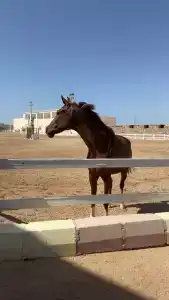 Concorde El Salam Sharm El Sheikh Sport - 19