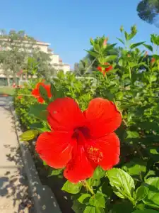 Crystal Tat Beach Golf Resort & Spa - Ultimate All Inclusive - 28