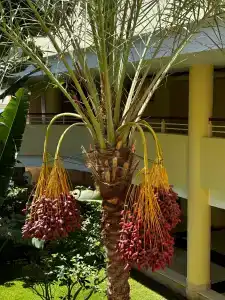 Barceló Tiran Sharm - 87