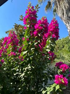 Armas Green Fugla Beach - 75