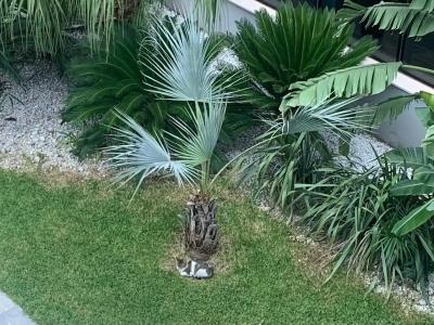 Palm Wings Kusadasi Beach Resort&Spa - 83