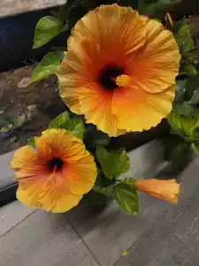 Sharjah Premiere & Resort - 80