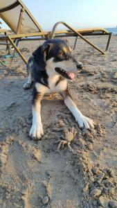 Andriake Beach Club Demre - 64