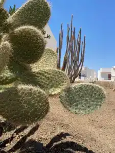 Sharm Reef Resort - 46