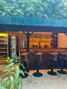 Cedrus - 42