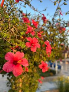 Ali Baba Palace -Families and Couples Only- - 18