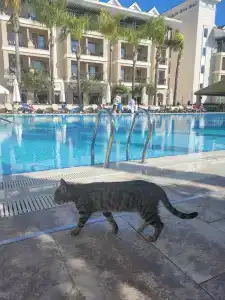 Alva Donna Beach Resort Comfort - 11