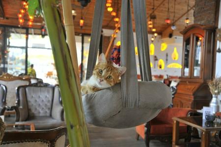 Dalyan Nish Caria - 30