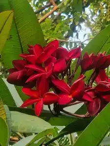 Long Beach Garden & Pavilions - 89