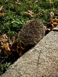 Belconti Resort - 85