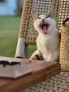 Titanic Mardan Palace - 71