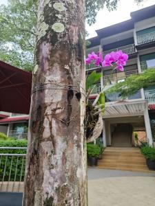 Chanalai Flora Resort, Kata Beach - SHA Plus - 66