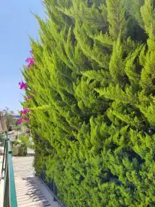 Royal Asarlik Beach - 38